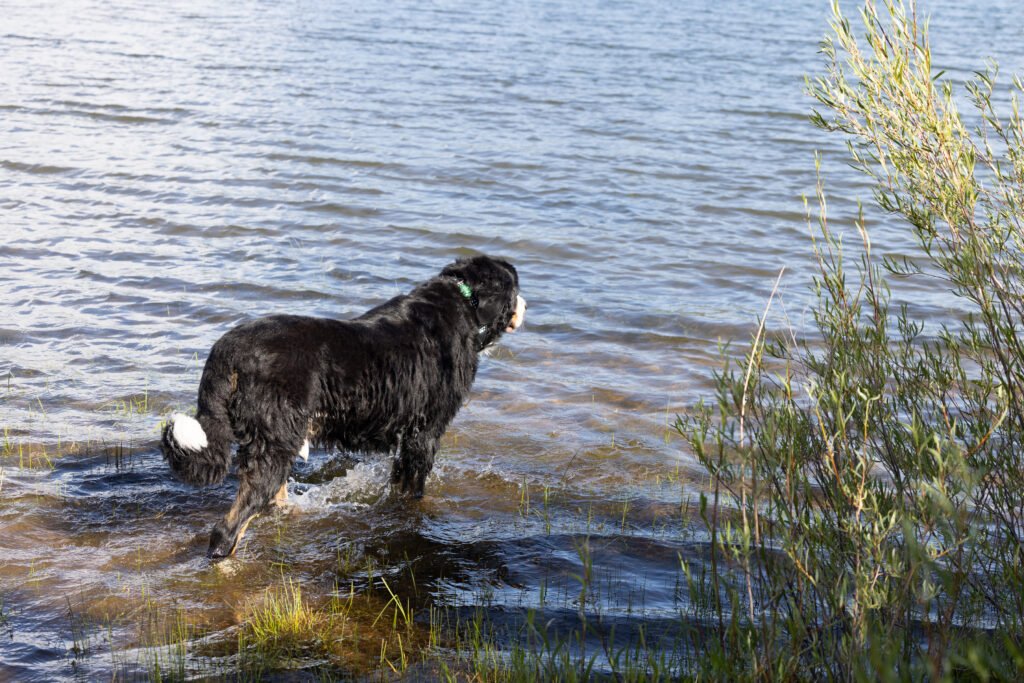 Pet and animal photography in the Denver metro area